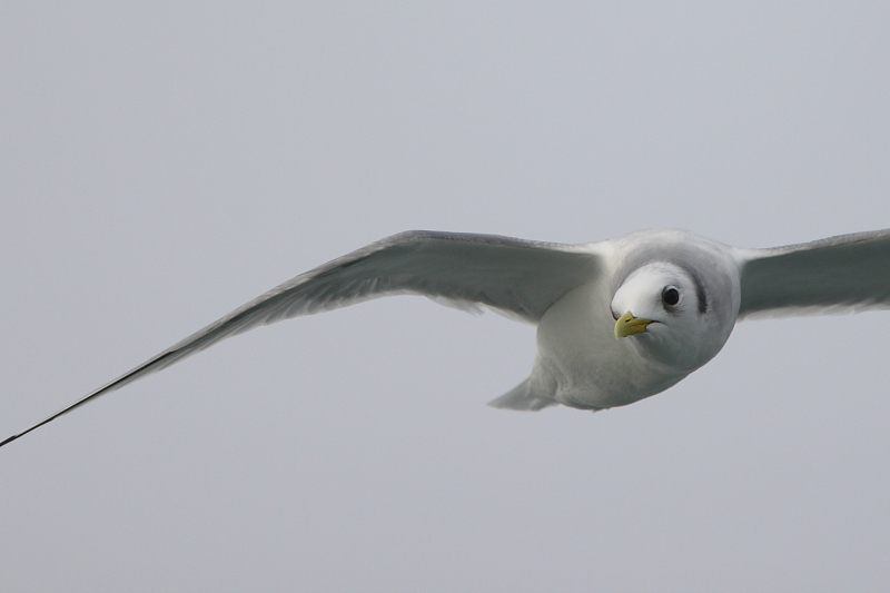 Kittiwake (Drieteenmeeuw)