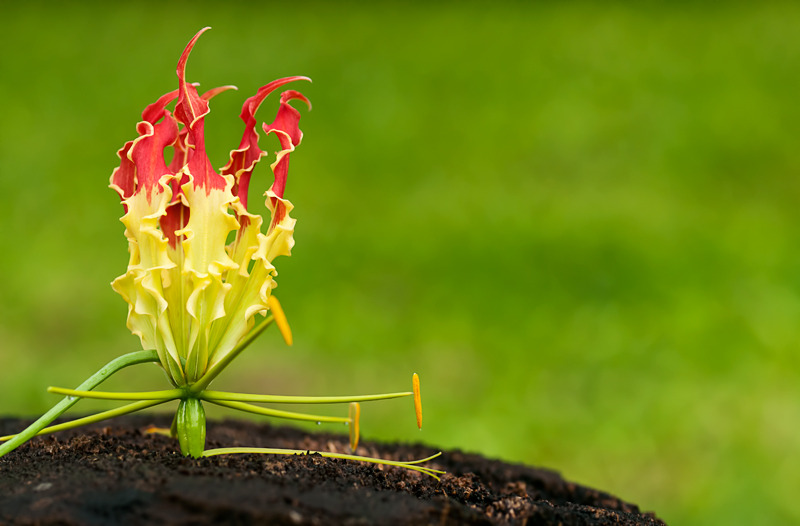 Glory Lily