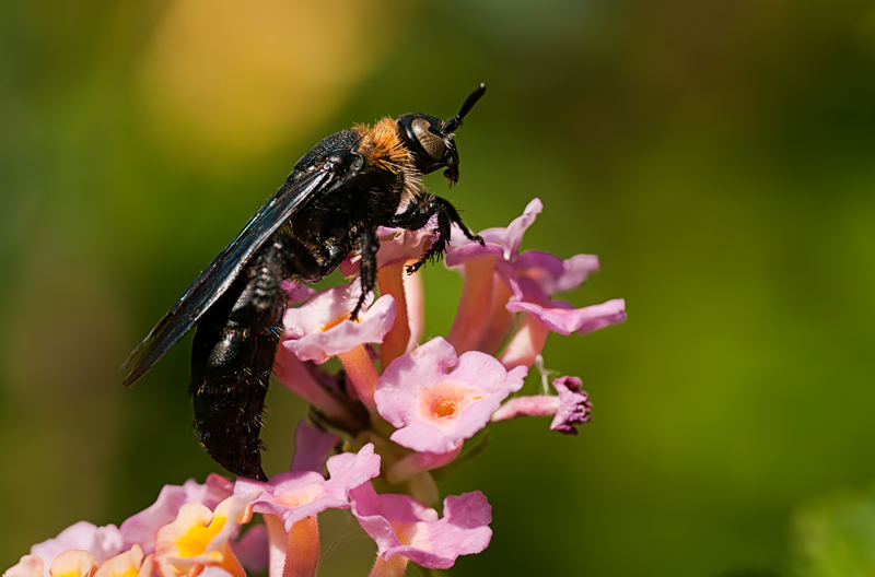 Scoliid wasp