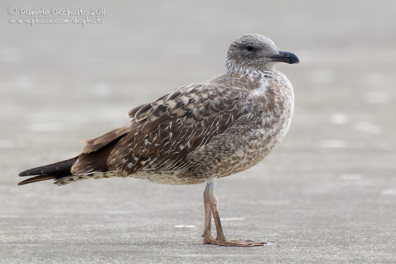 Azores Yellow-legged Gull (Larus michahellis atlantis)