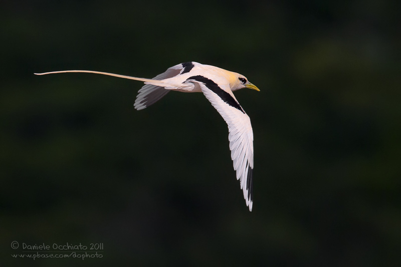 White-tailed Tropicbird (Phaethon lepturus)