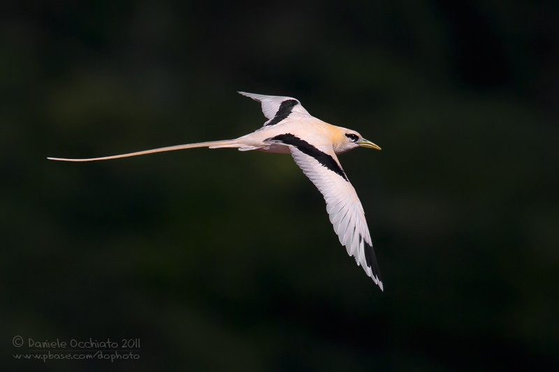 White-tailed Tropicbird (Phaethon lepturus)