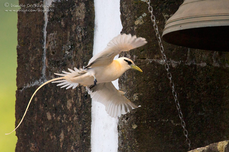 White-tailed Tropicbird (Phaethon lepturus)