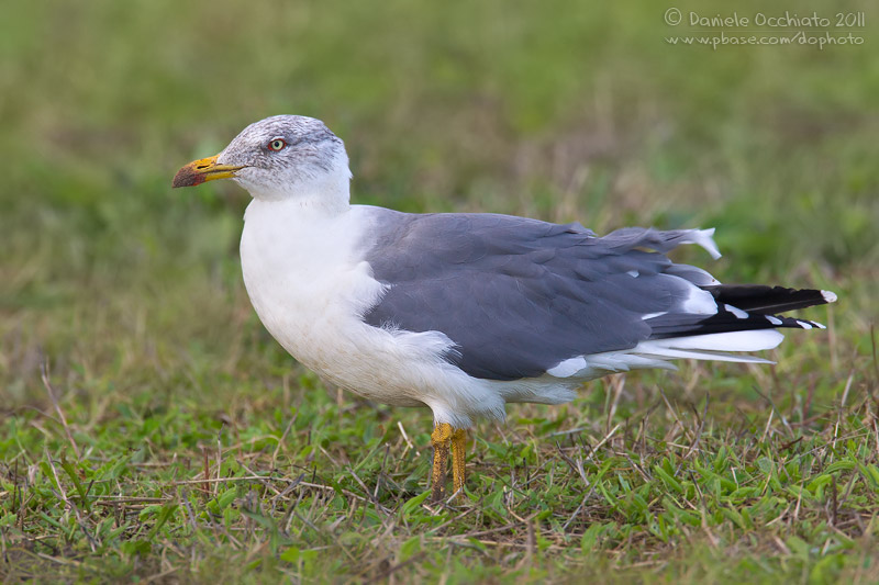 Azores Yellow-legged Gull (Larus michahellis atlantis)