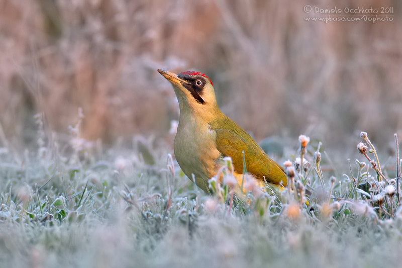 Green Woodpecker (Picus viridis)