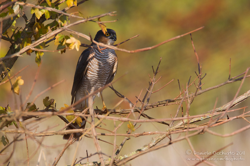 Sparrowhawk (Accipiter nisus)