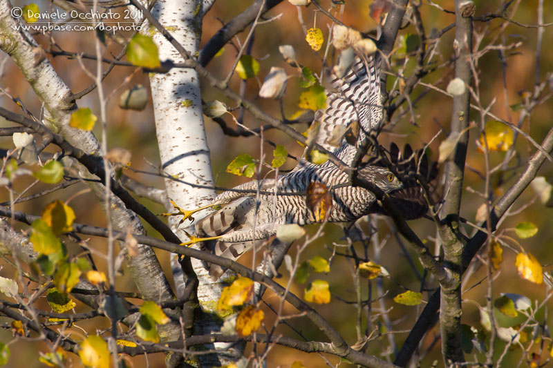 Sparrowhawk (Accipiter nisus)