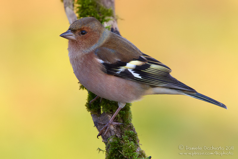 Chaffinch (Fringilla coelebs)