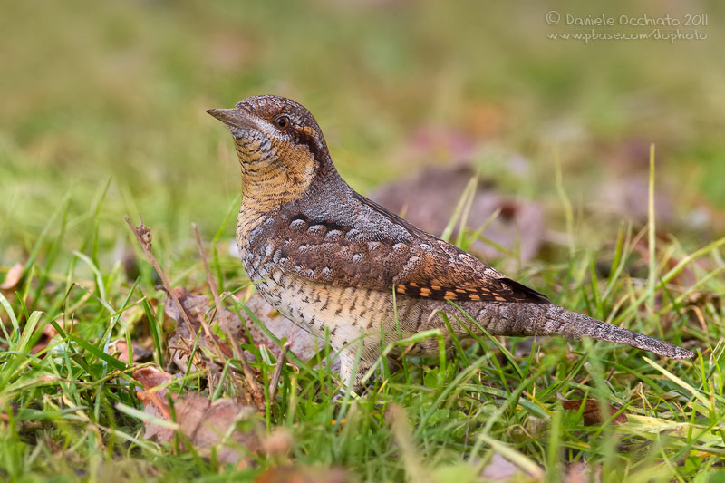 Eurasian Wryneck (Jynx torquilla)
