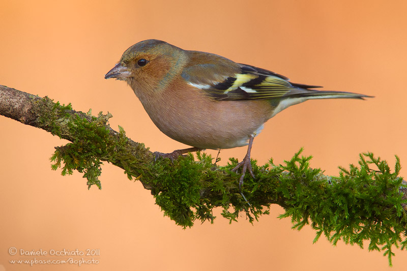Chaffinch (Fringilla coelebs)