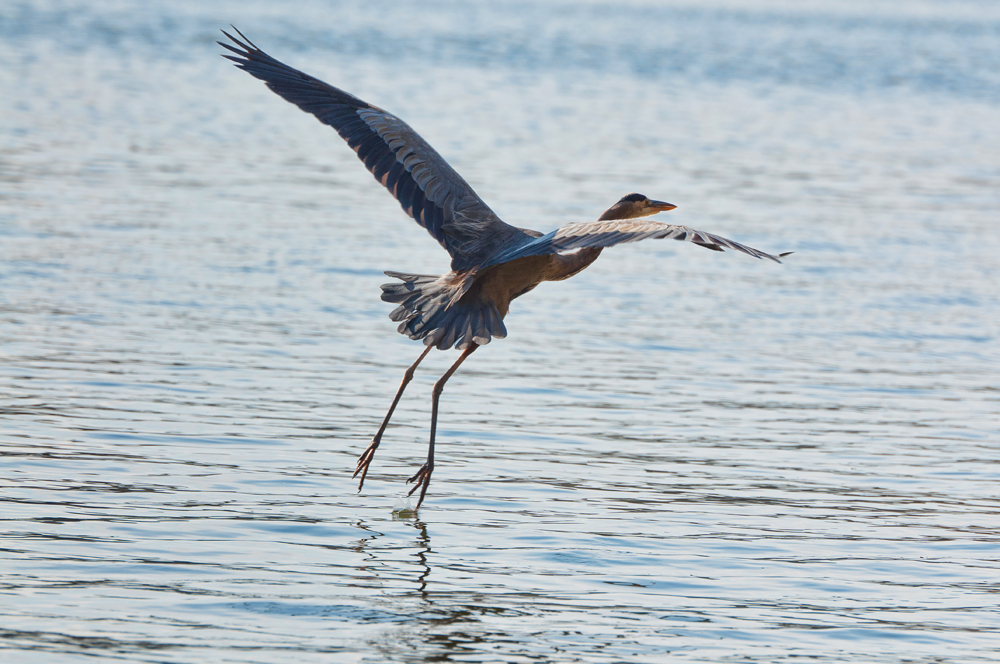 Blue Heron