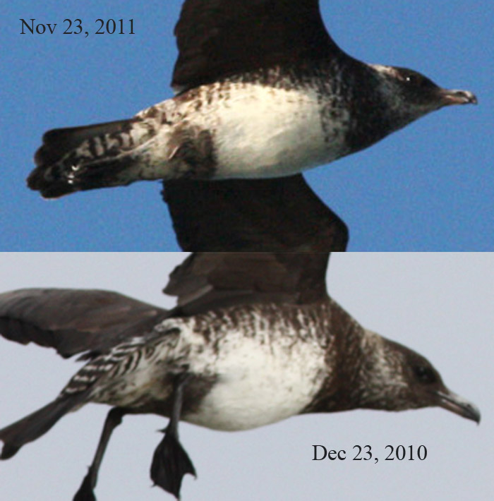 Comparison of 2010 and 2011 photographs