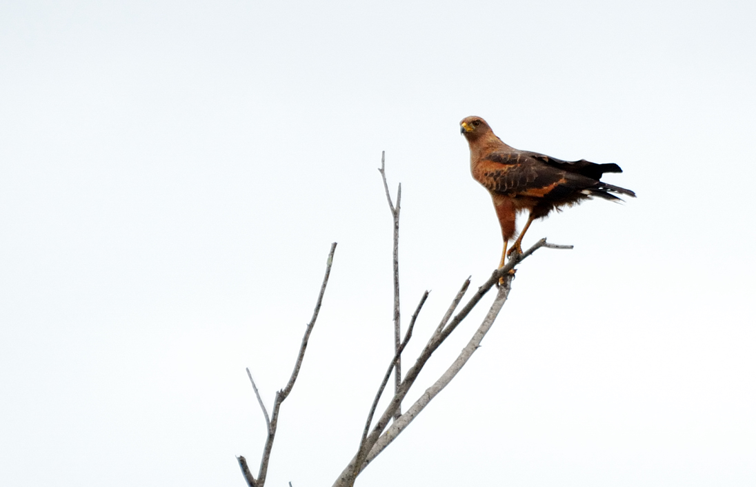 Buteogallus meridionalis.jpg