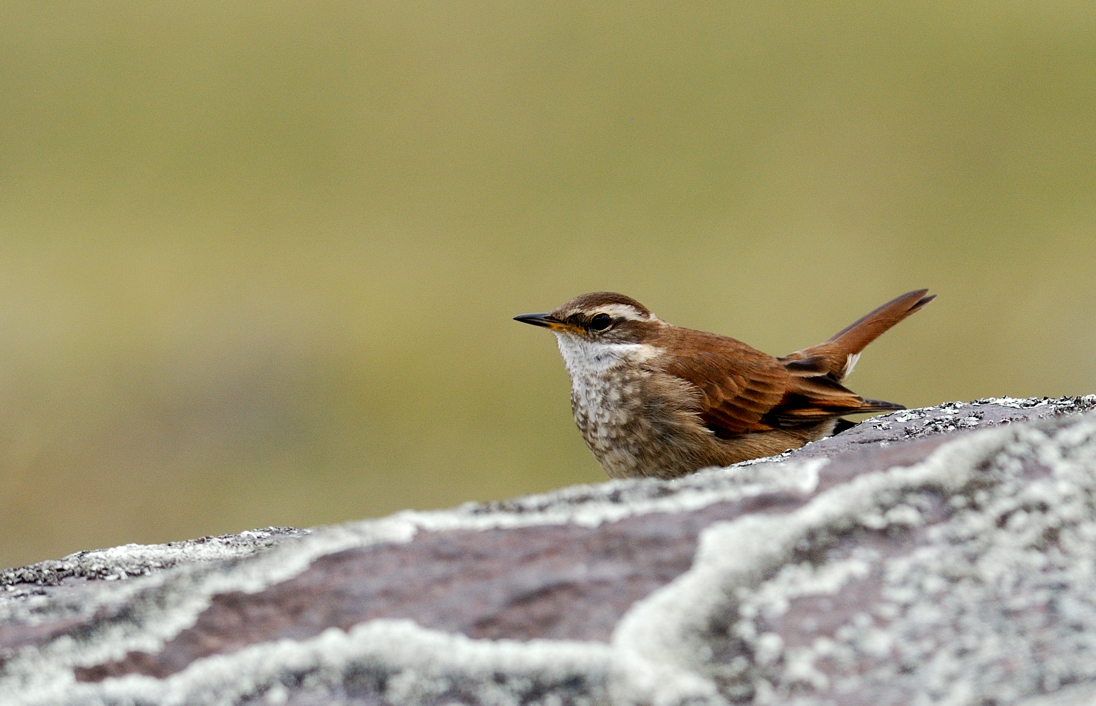Cinclodes fuscus.jpg