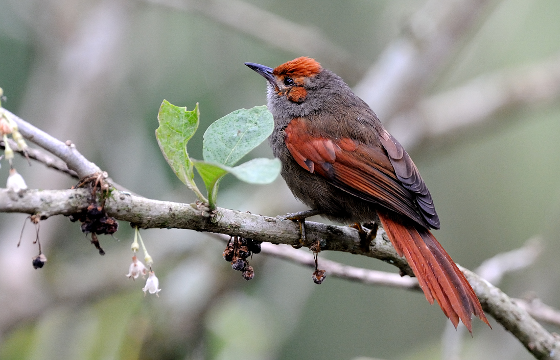 Cranioleuca erythrops.jpg