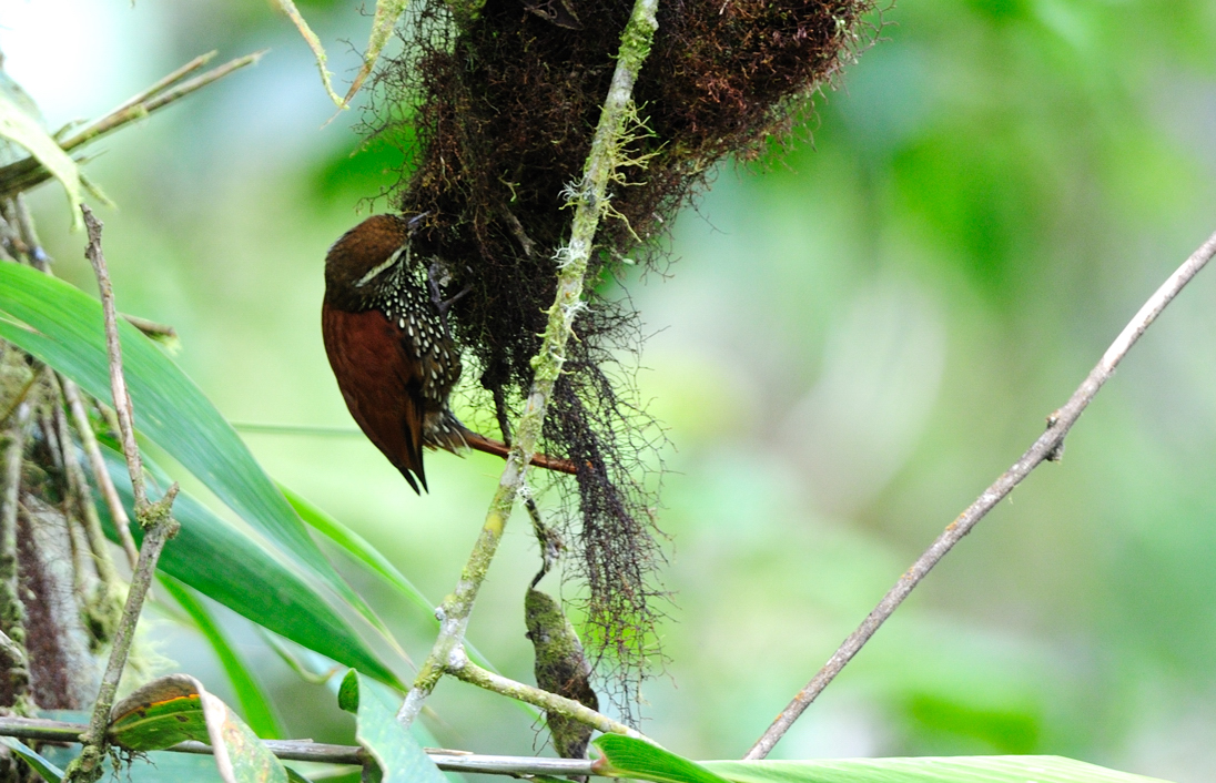 Margarornis squamiger.jpg