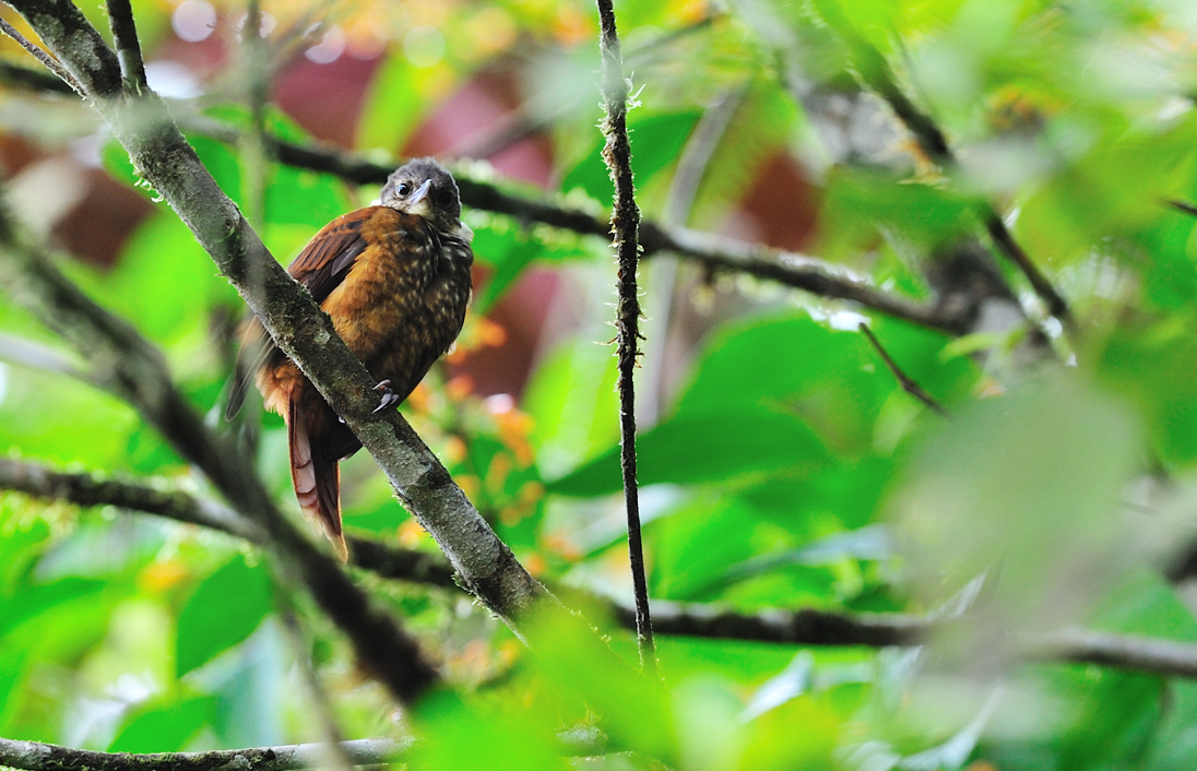 Pseudocolaptes johnsoni.jpg