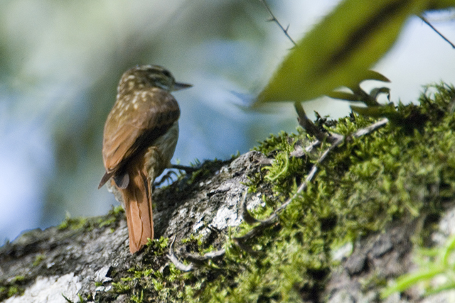 Xenops tenuirostris.jpg