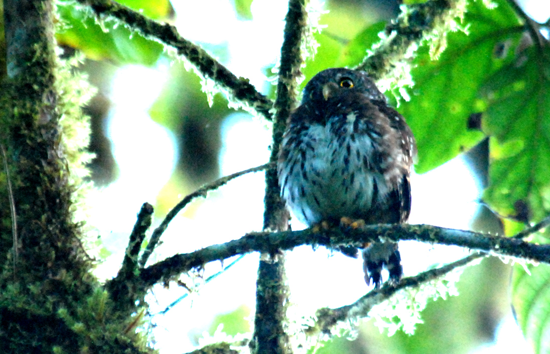 Glaucidium nubicola.jpg