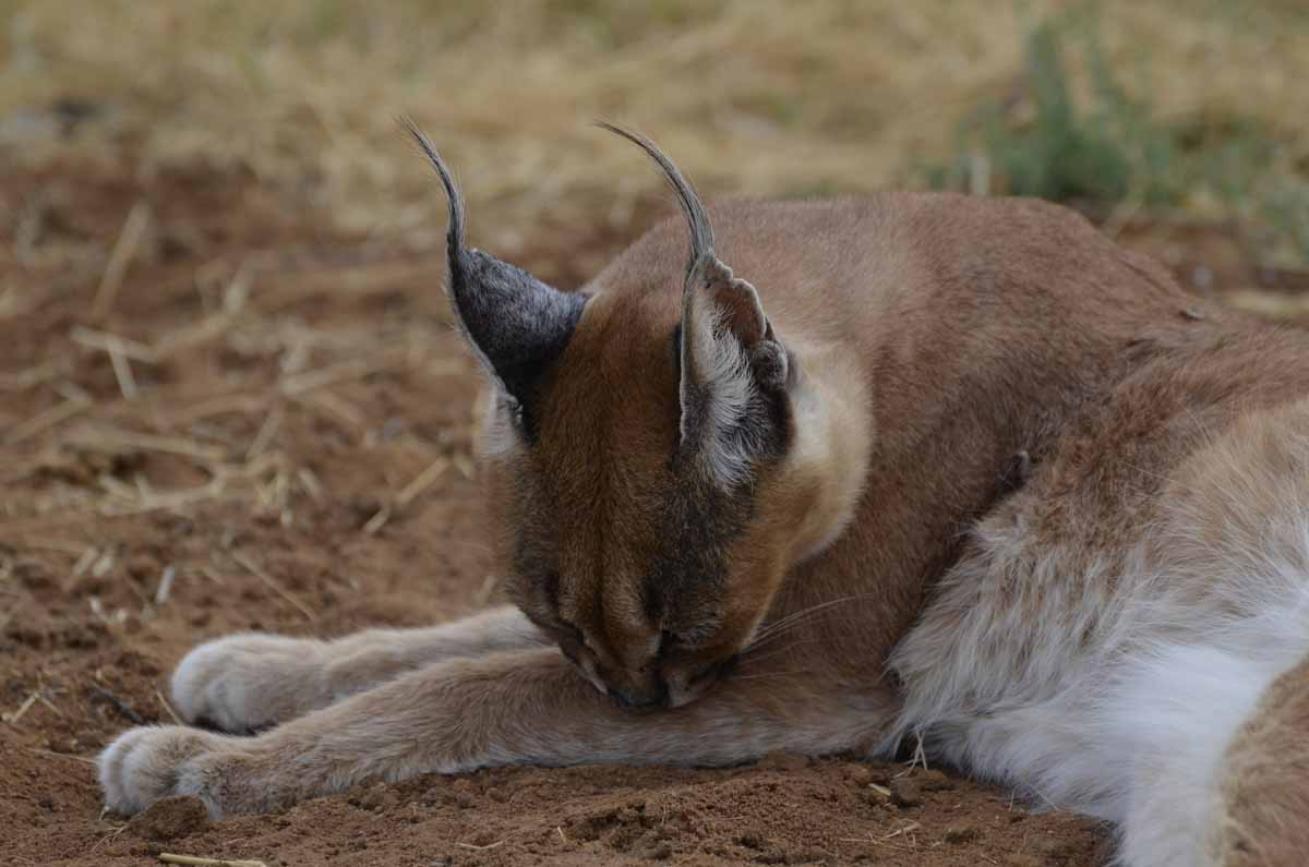 CARACAL