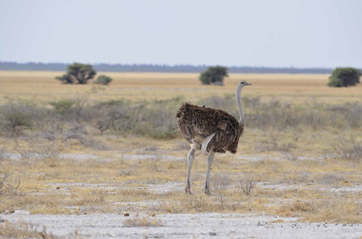 OSTRICH