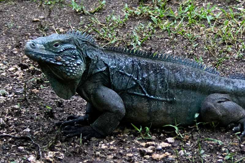 My Blue Iguana Friend