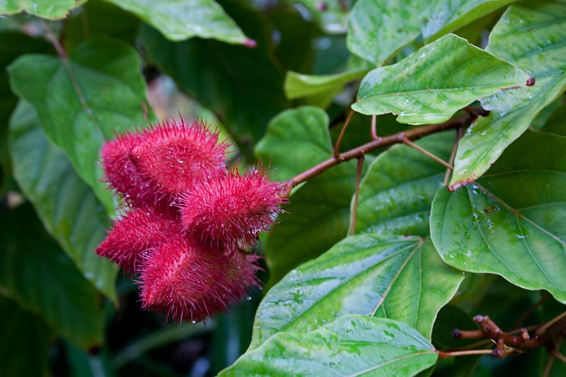 Botanical Garden