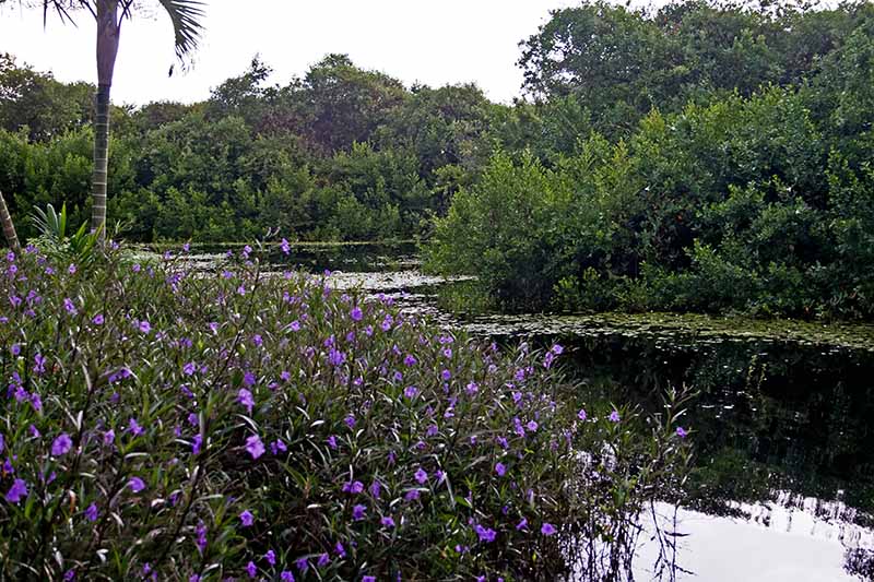 Botanical Garden