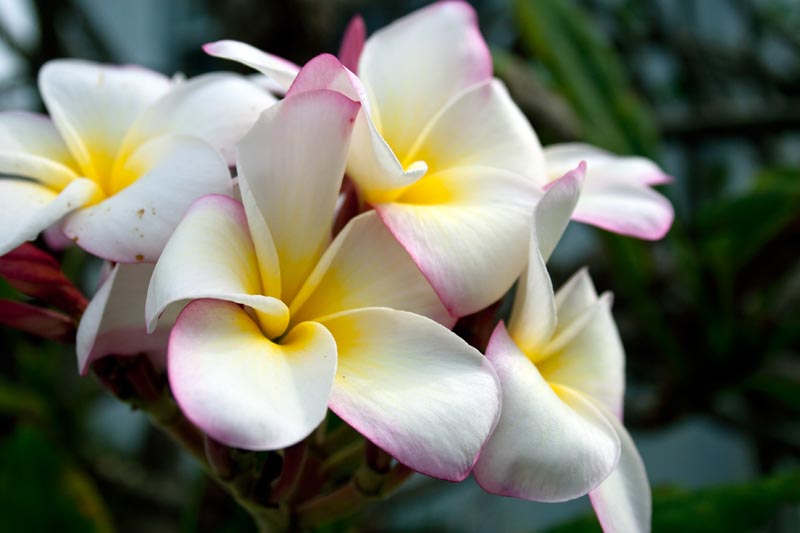 Plumeria?
