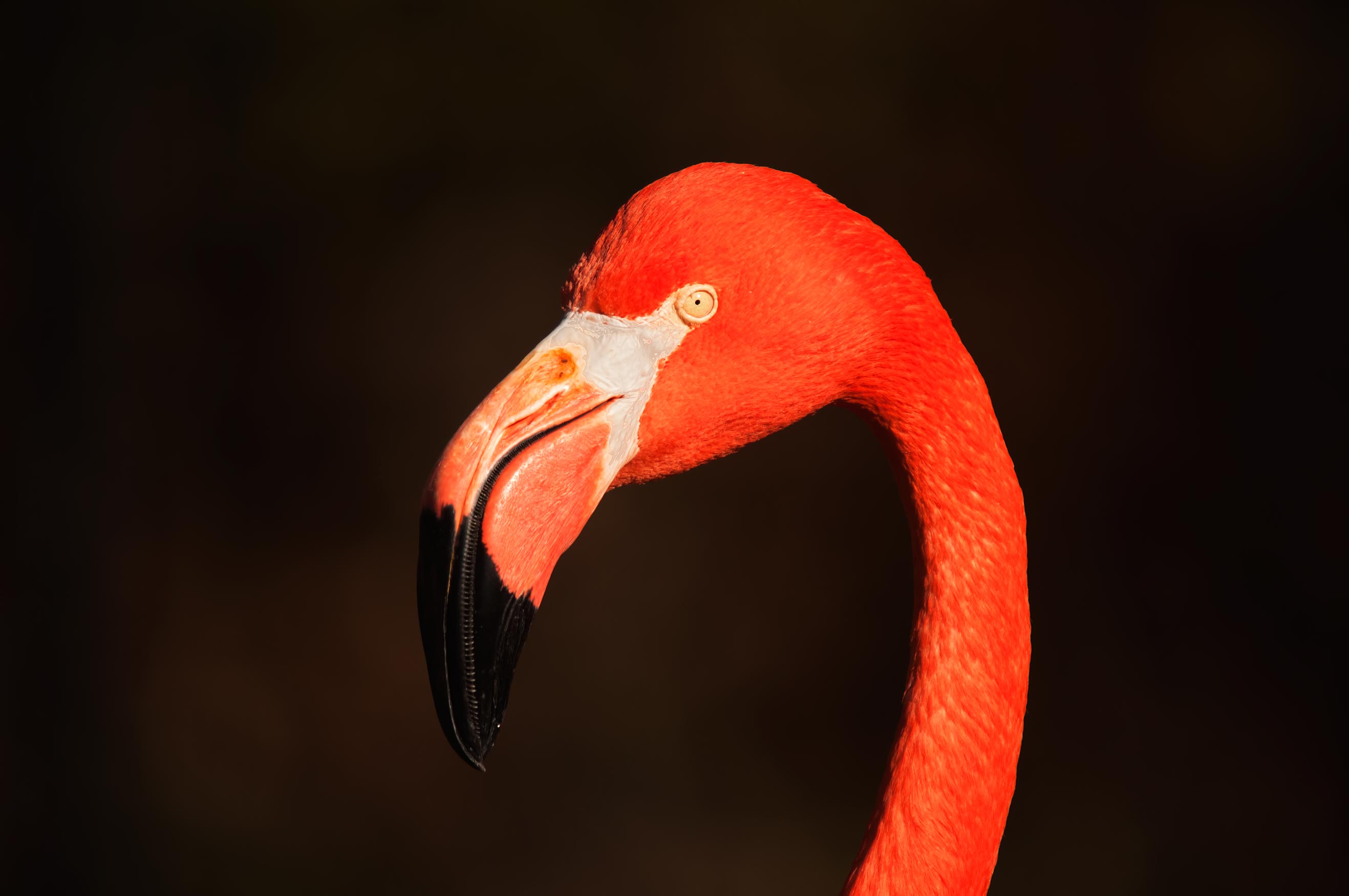 American Flamingo