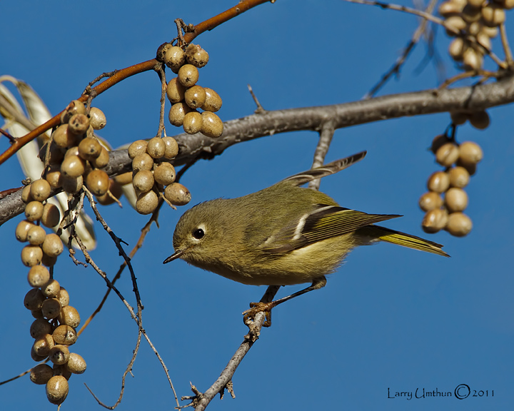 Ruby-crowned Kinglet