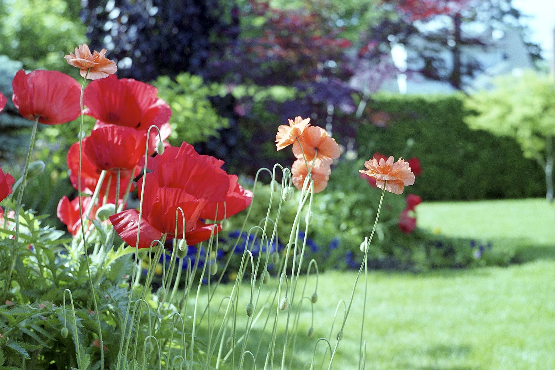 Two kinds of poppies Reala