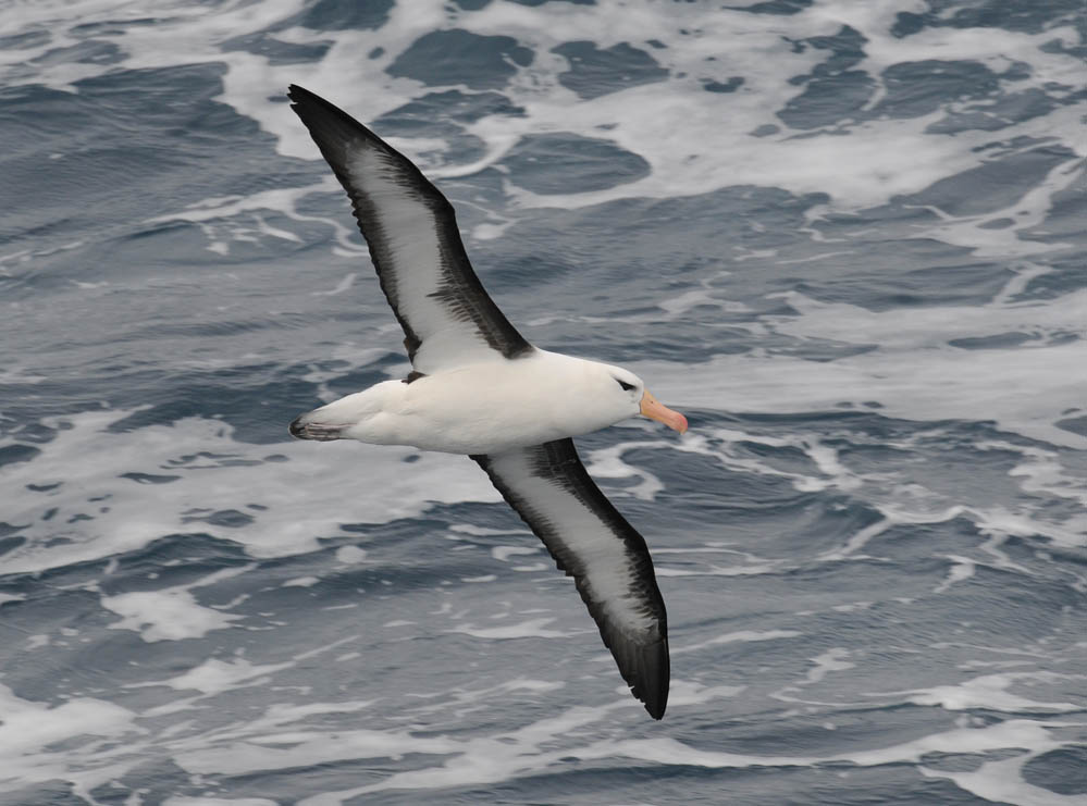 Black- browed Albatross-Thalassarche melanophrys - Wenkbrauw albatros