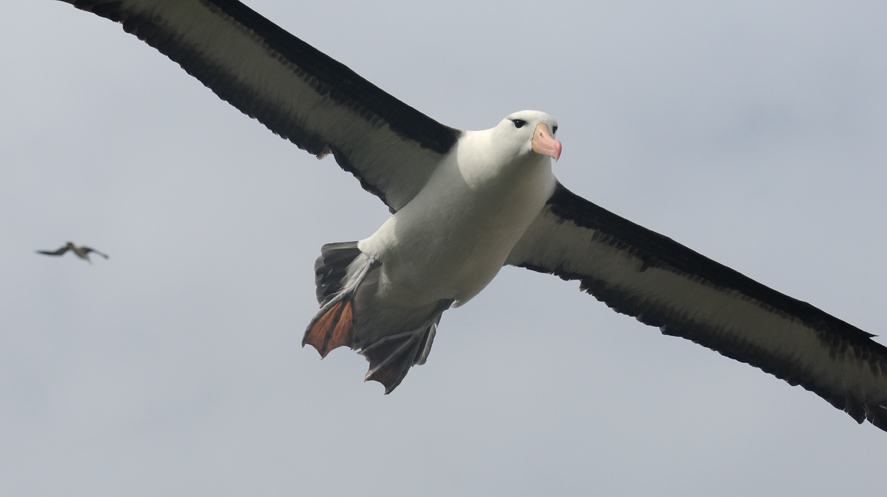 Black- browed Albatross-Thalassarche melanophrys - Wenkbrauw albatros