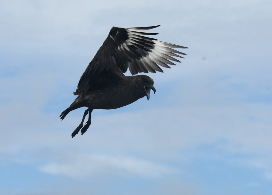 Falkland Skua - Catharacta antarctica