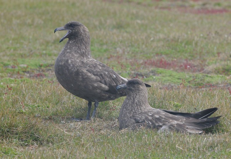 Falkland Skua - Catharacta antarctica
