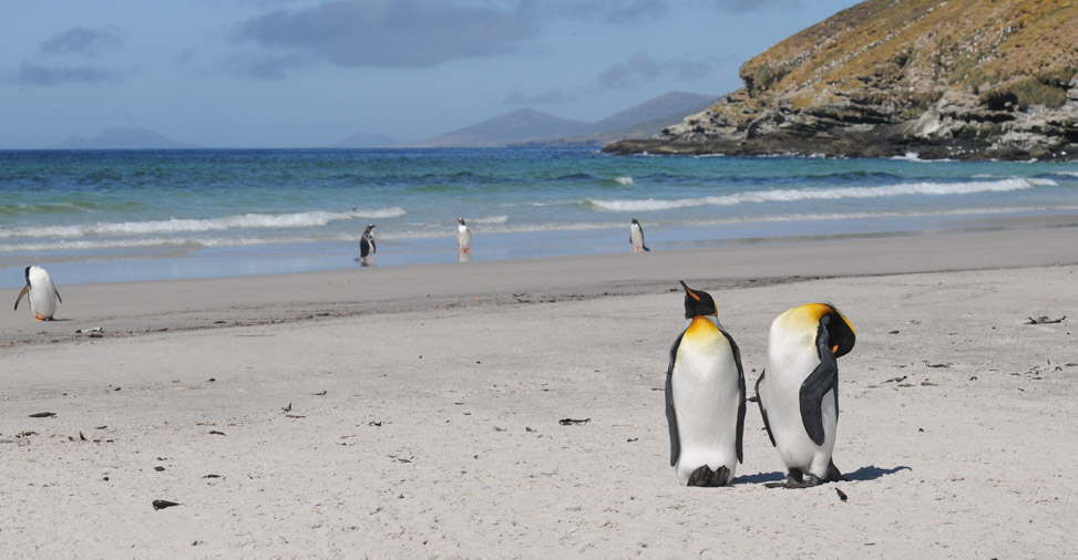 King Penguin-Aptenodytes patagonicus