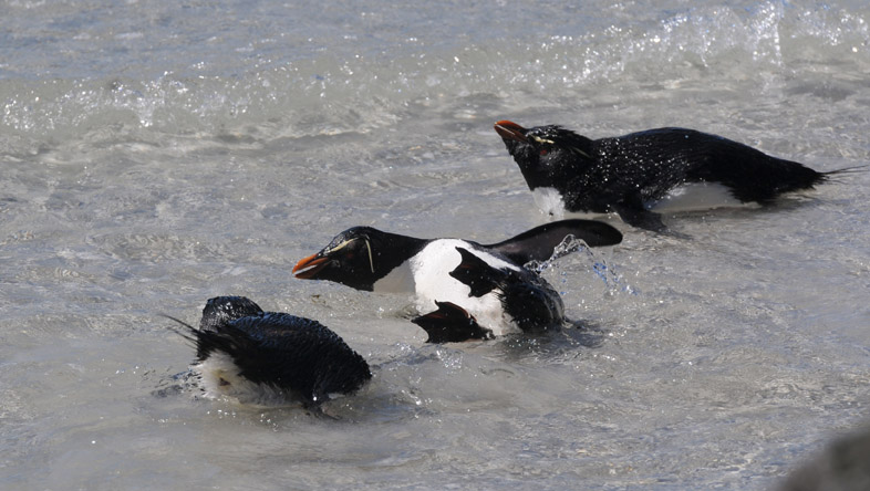 Rockhopper-Eudyptes chrysocome