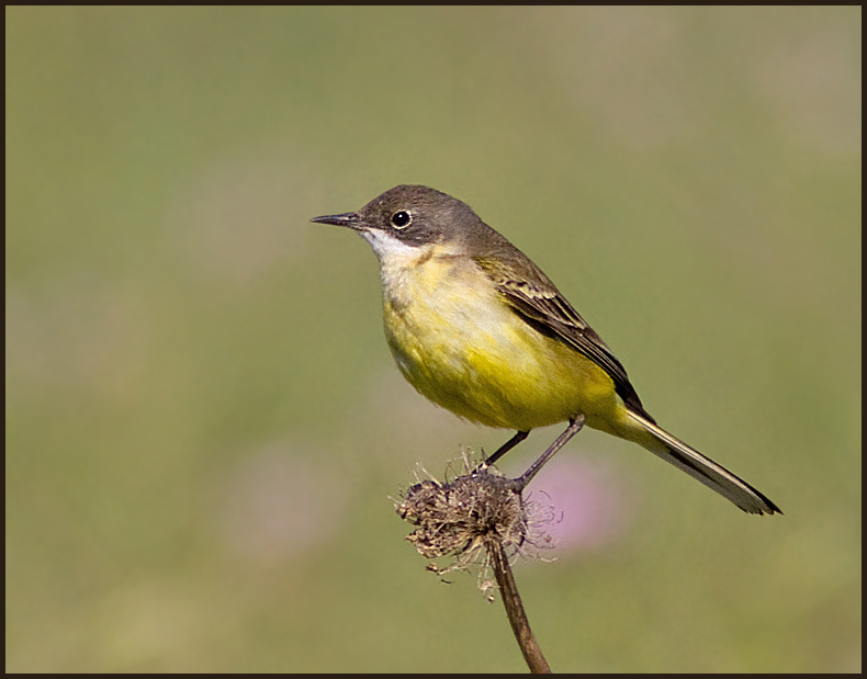 Yellow Wagtail (southern race), Sydlig gulrla  (Motacilla flava flava).jpg