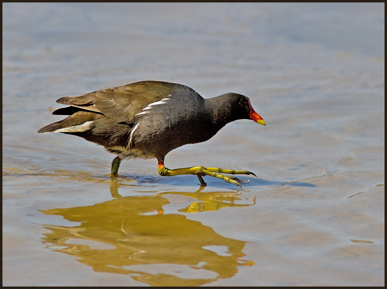 Moorhen, Rrhna   (Gallinula chloropus).jpg