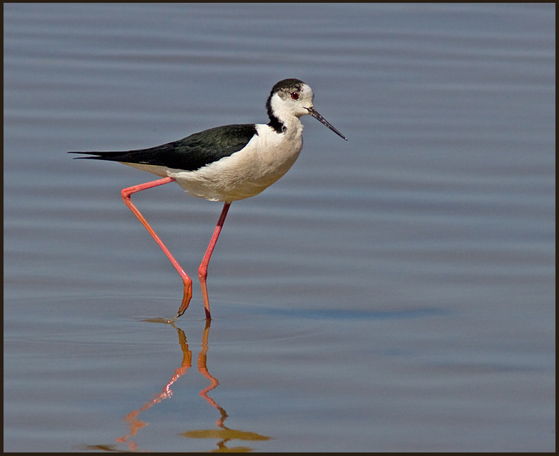 Black-winged Stilt, Stiltlpare  (Himantopus himantopus).jpg