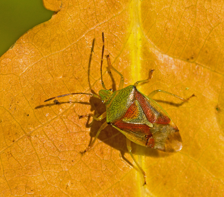 Större björkbärfis (Elasmostethus interstinctus).jpg