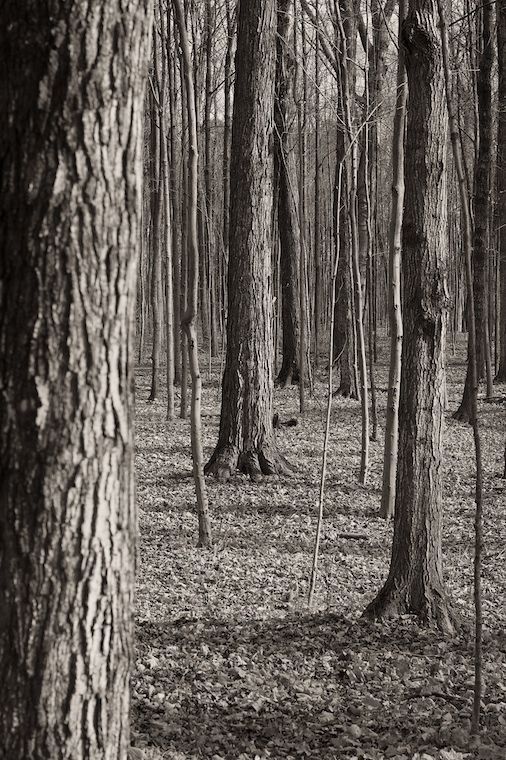 Woods