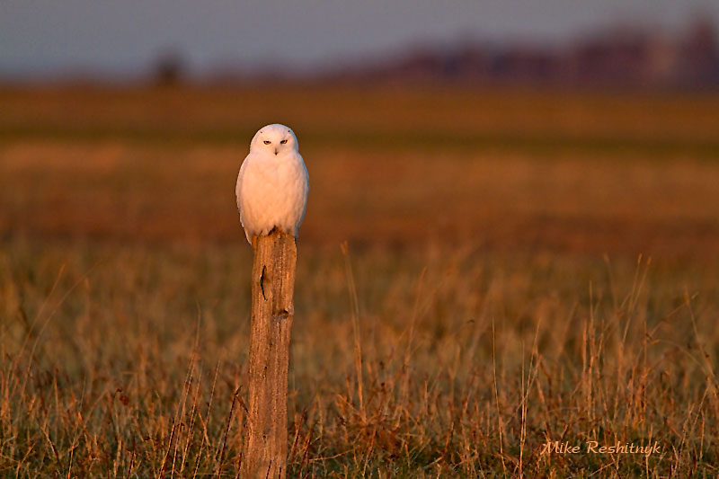 Golden Boy - Snowy Owl At Dusk