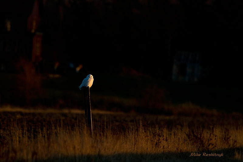 Snowy Owl - My Day Is Done