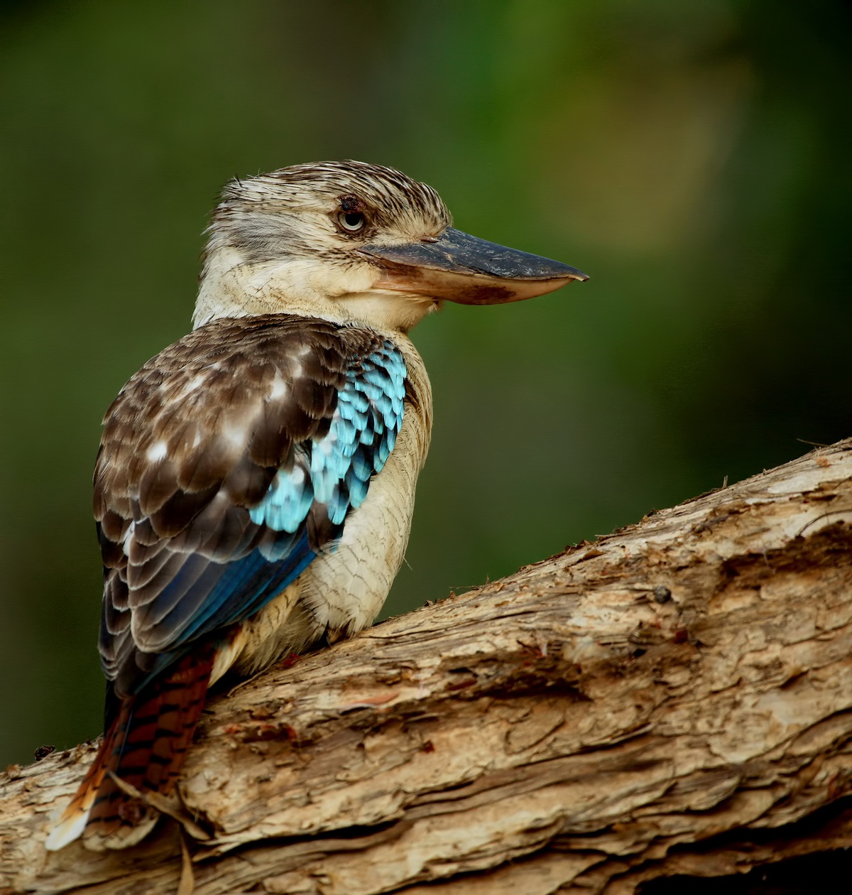 Blue Winged Kookaburra