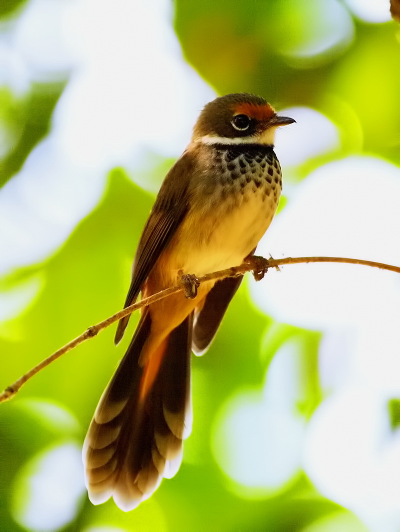 Rufous Fantail