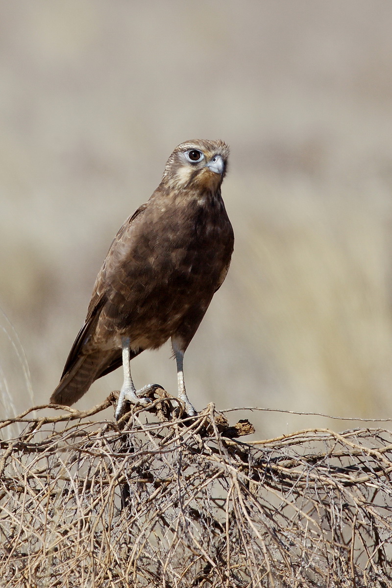 Black Falcon