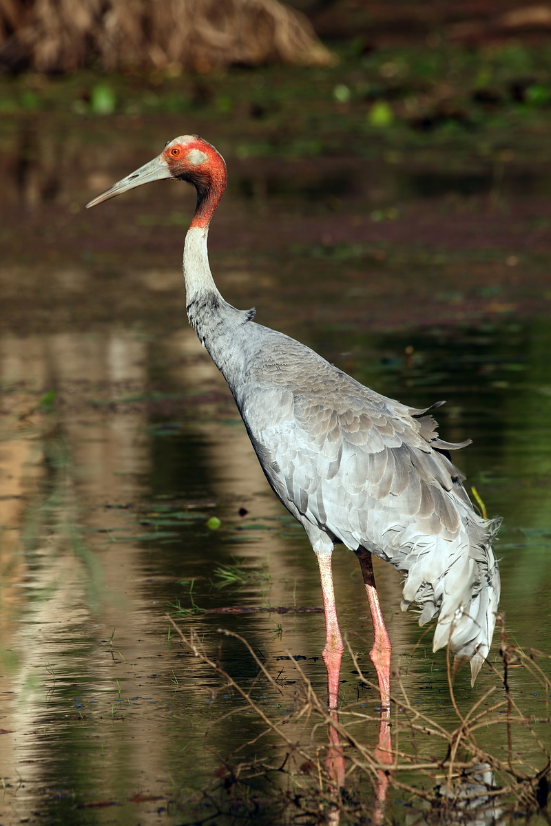 Sarus Crane