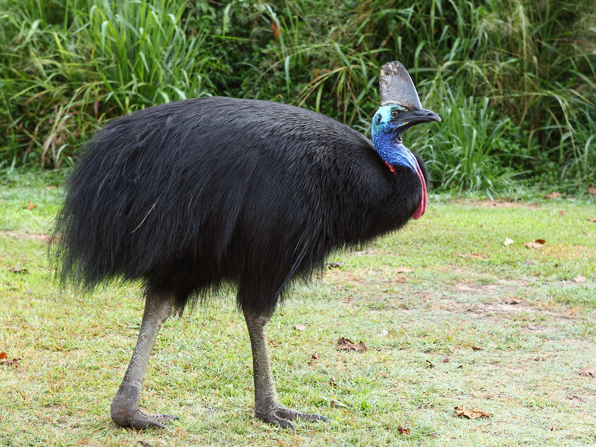Cassowary
